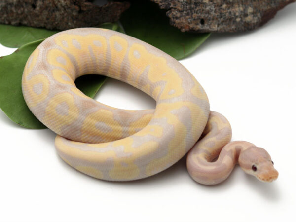 Super Banana Leopard (Male)