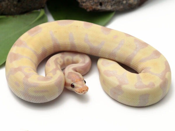 Super Banana Leopard Enchi (Male)