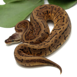87-6B-Leopard-Lemonblast_2022_3-30-23-300x300 87-6B-Leopard-Lemonblast_2022_3-30-23