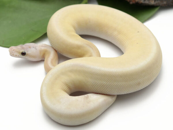 Banana Bongo Pewter Poss Het Sunset (Female)