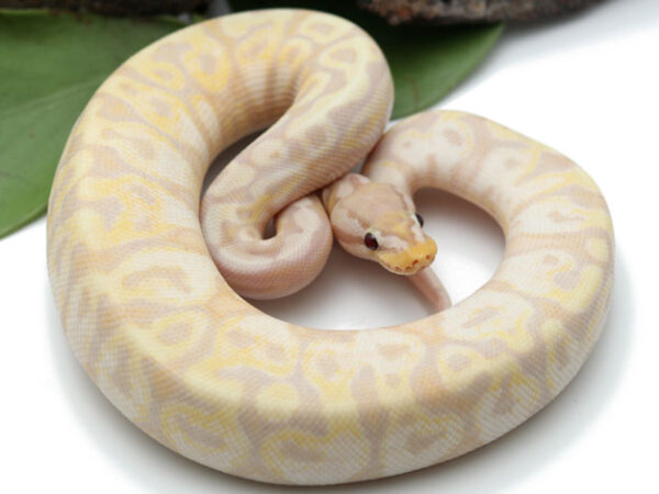 Super Banana Pastel (Male)