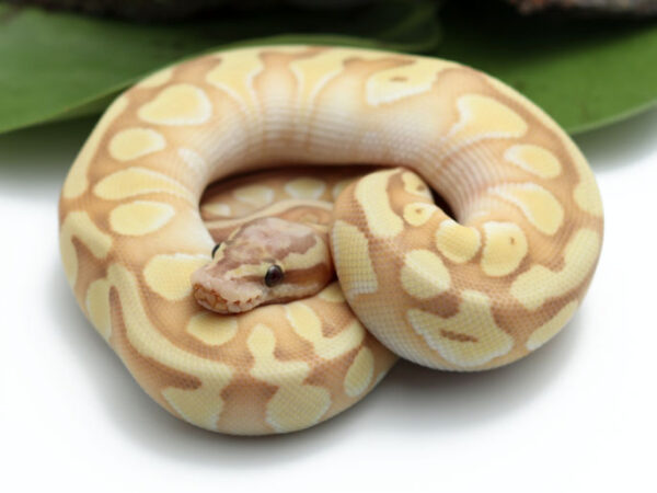 Banana Pastel Butter Enchi (Female)