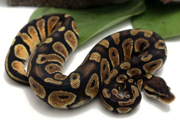 Raven Pastel (Female)