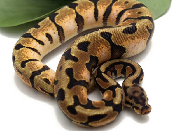 Enchi Spotnose (Female)