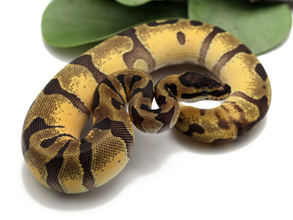 Super Enchi (Female)