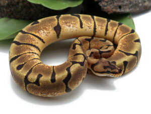 1-7C2-Enchi-Woma_2022_4-6-23-300x228 1-7C(2)-Enchi-Woma_2022_4-6-23
