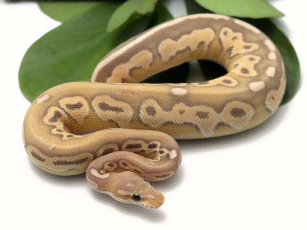 Banana Cinnamon Butter Enchi (Male)