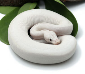 104-2B-Blue-Eye-Leucistic-Leopard_2022_4-17-23-300x261 104-2B-Blue-Eye-Leucistic-Leopard_2022_4-17-23