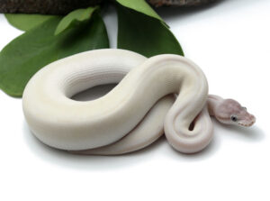 104-5C-Blue-Eye-Leucistic_2022_4-17-23-300x223 104-5C-Blue-Eye-Leucistic_2022_4-17-23