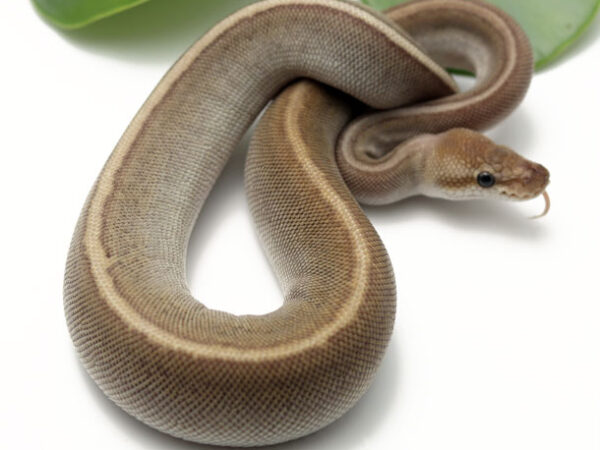 Raven Leopard Kingpin (Female)