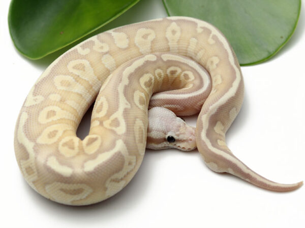 Banana Super Pastel Butter (Male)