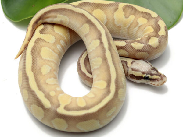 Super Pastel Butter Enchi (Female)