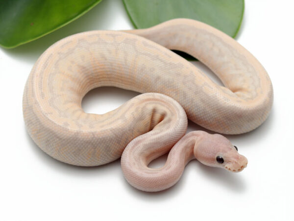 Super CG Cinnamon Pin (Male)