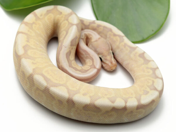 Banana GHI Mojave Spider (Male)