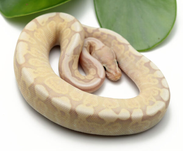 106-11C-Banana-GHI-Mojave-Spider_2022_4-26-23-600x494 Ball Pythons and other Reptiles for sale