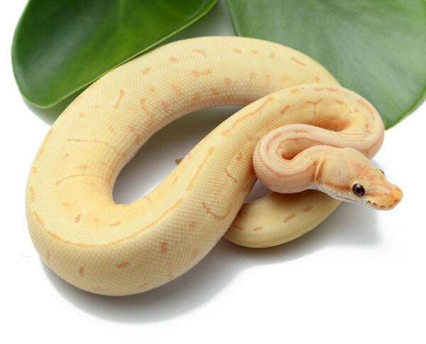 106-3C-Banana-Leopard-Spinner-Enchi_2022_4-26-23-600x485 Ball Pythons and other Reptiles for sale