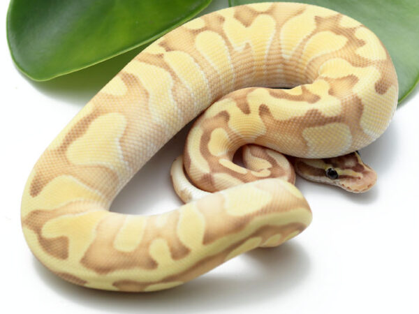 Banana Pastel Butter Enchi (Male)
