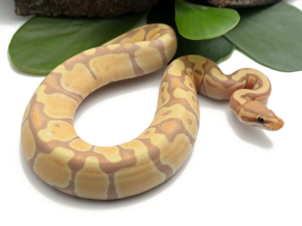 Banana Enchi (Female)