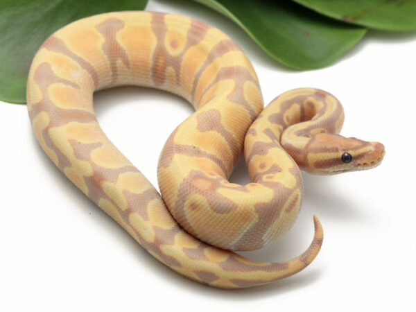 Banana Enchi (Female)