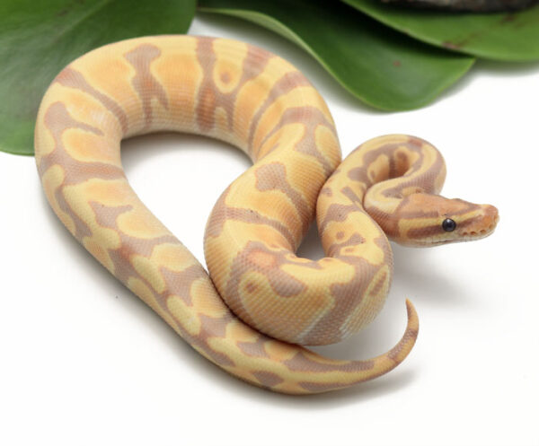 107-15C-Banana-Enchi_2022_5-4-23-600x497 Ball Pythons and other Reptiles for sale