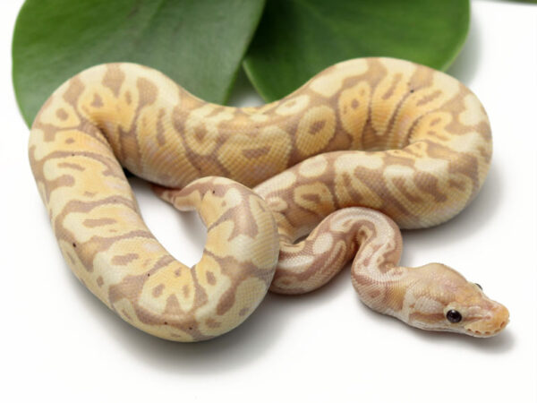 Banana HGW Pastel (FM) (Male)