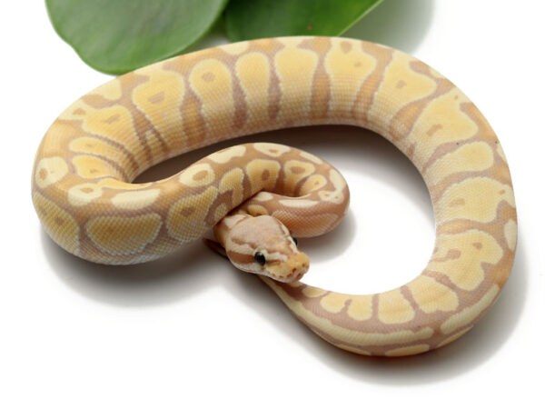 Banana Pastel (Female)