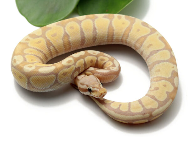 107-2B-Banana-Pastel_2022_5-4-23-600x458 Ball Pythons and other Reptiles for sale