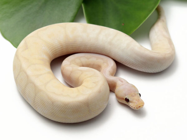Super Banana Pewter Bee (Male)