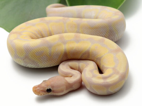 Super Banana (Male)