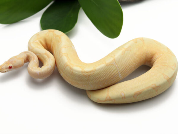 Banana Albino Spider (Male)