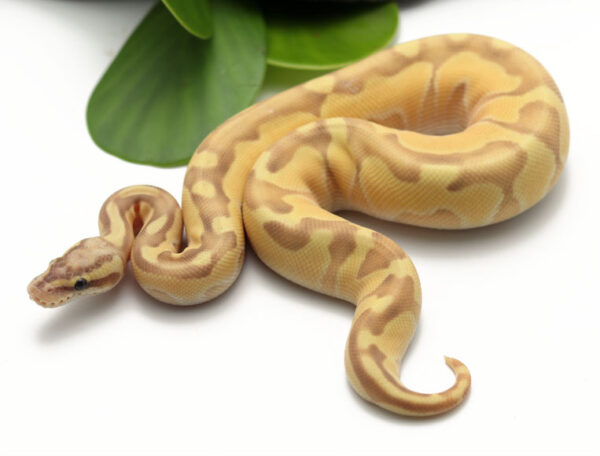120-10C-Banana-Pastel-Butter-Enchi_2022_5-18-23-600x456 Best Price Ball Pythons For Sale