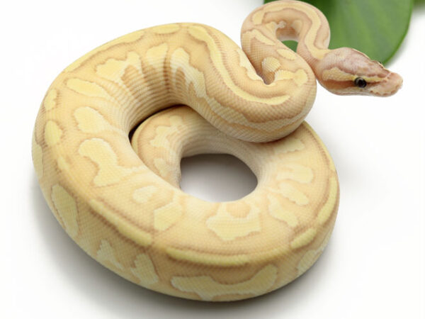 Banana Bongo Pastel Butter Enchi (Male)