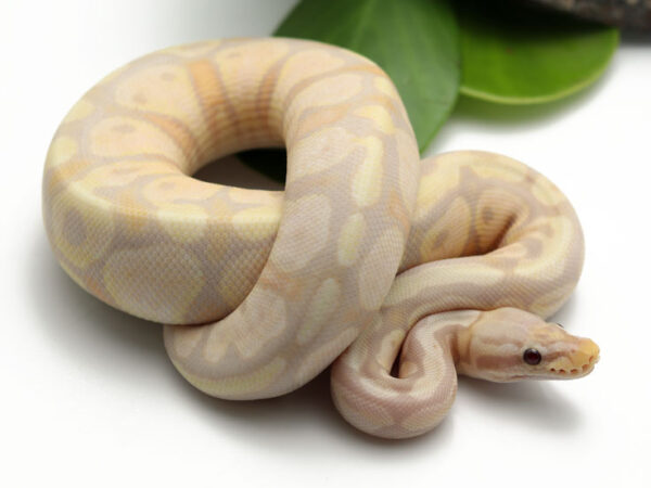 Super Banana Pastel (Female)