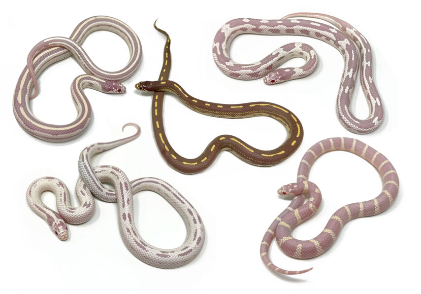 Albino-Cal-Kings.jpg