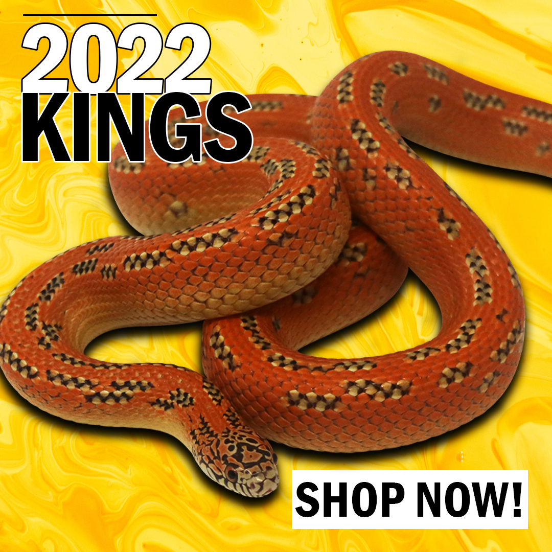 2022-kings-copy Best Price Ball Pythons For Sale