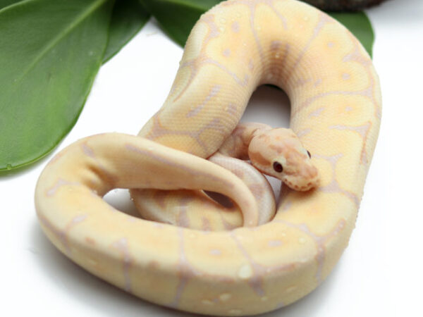 Super Banana Leopard Spider (Male)