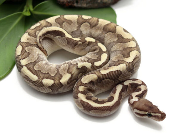 Bamboo Mahogany Combo? (Male)