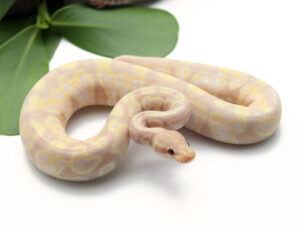 WRT-1B-Super-Banana-Pastel_2023_6-30-23-300x231 WRT-1B-Super-Banana-Pastel_2023_6-30-23