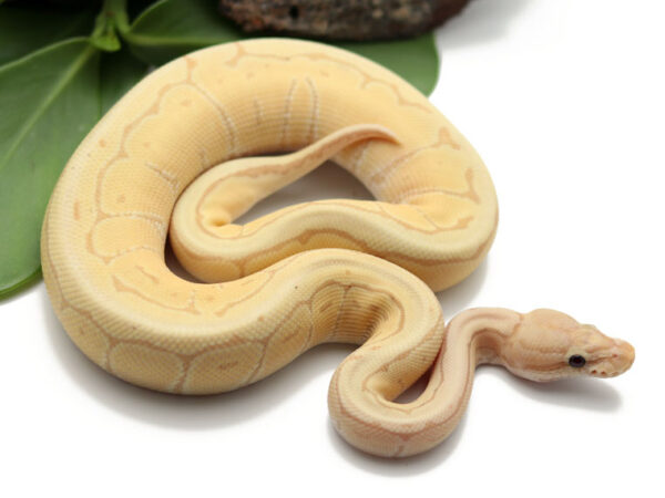 Banana Pin (Female)