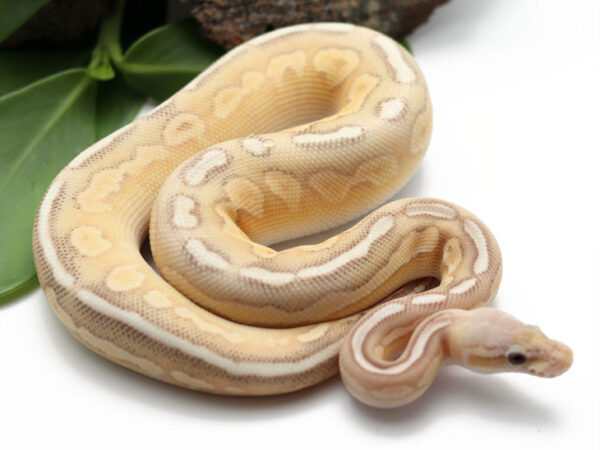 Banana Pewter Butter (Female)