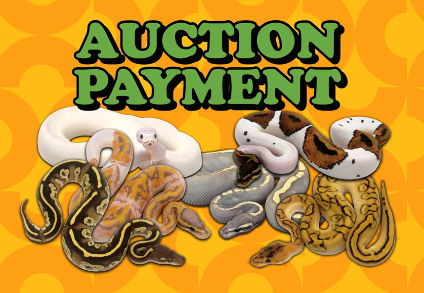 Auction - cameronspennati - Dynasty Reptiles