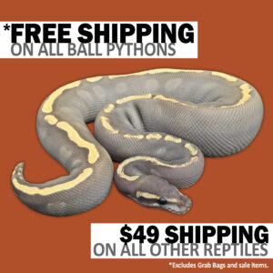 free-shipping-orange-300x300 free shipping orange