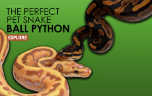 newbanner2-new-arrival-2.0-gradient-smaller-1024x644blackhead-copy-300x189 newbanner2-new-arrival-2.0-gradient-smaller-1024x644blackhead copy