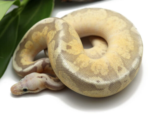 Bongo Super Pastel Combo (Female)