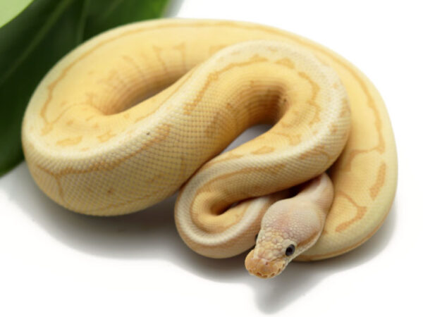 Banana Leopard Spinner Blast (Male)