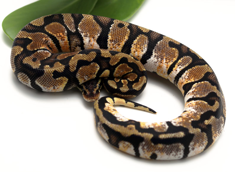 Pastel Het Pied (Female) - Dynasty Reptiles