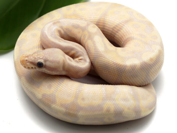 Super Banana (Male)