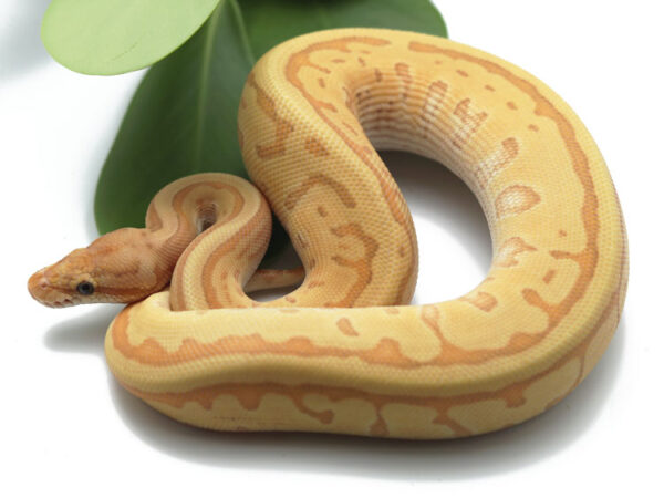 Banana Leopard Kingpin (FM) (Male)