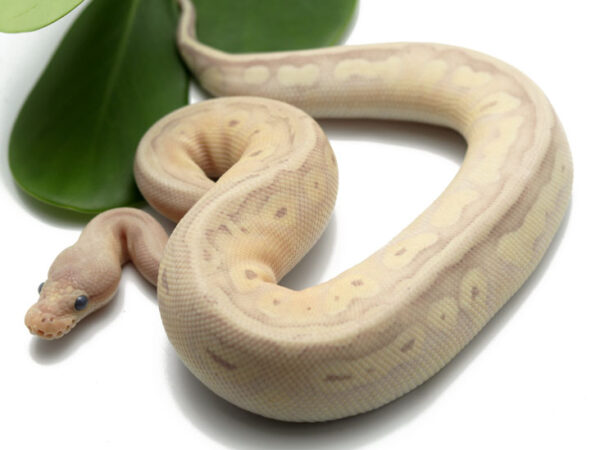 Banana HGW Pastave (Male)