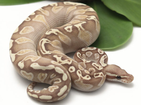 Banana GHI Butter (FM) (Male)